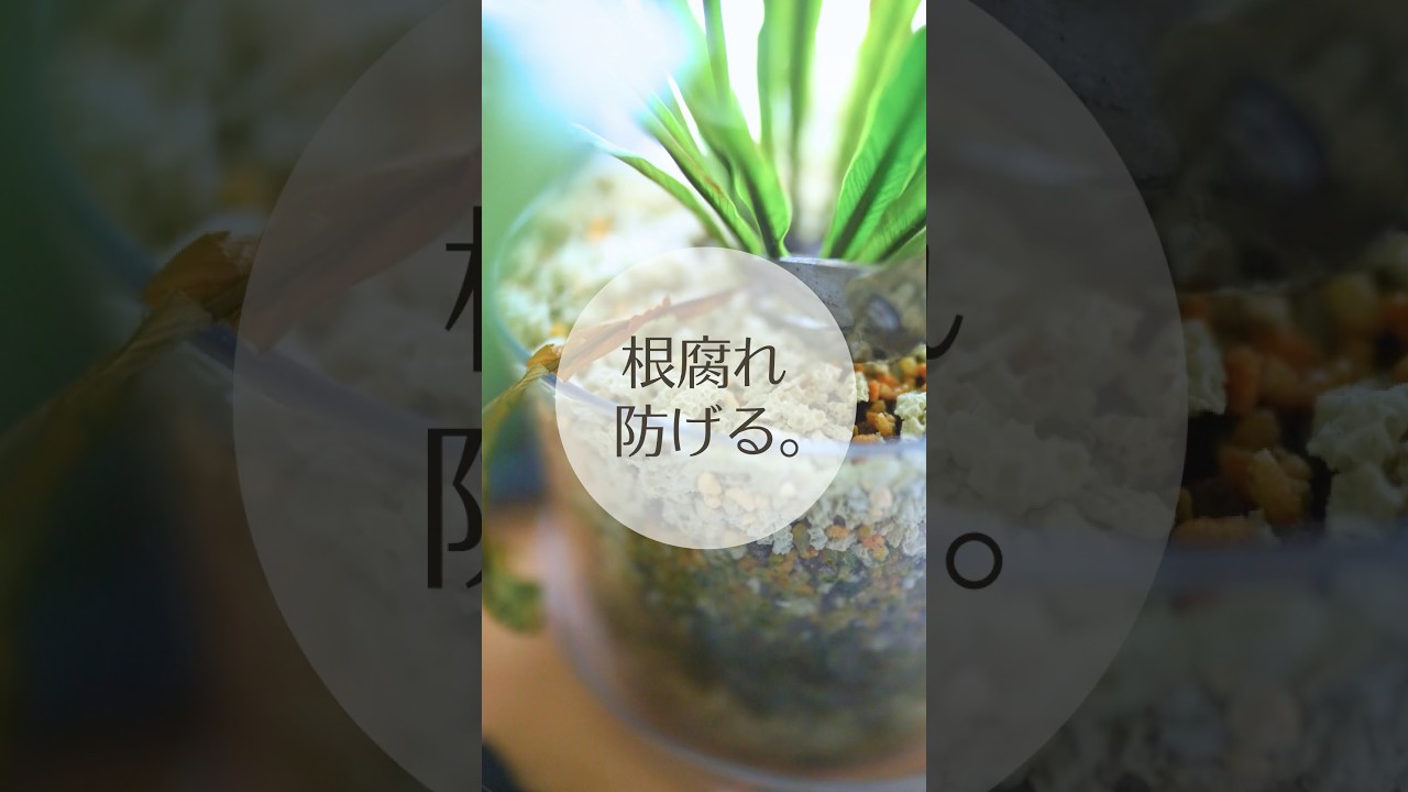 土の乾きが遅い人、これで解決！マルチングで根腐れを防ぐ方法