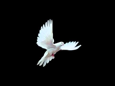 Spectrum - Ħamiema Bajda