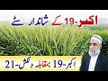 Akbar-19 Vs Dikash-21 wheat varieties || Crop Reformer
