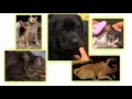 Видео о товаре My Furst Groomer Набор "Мой первый грумер",сликер и расческа, для котенка / FURminator (США) 
