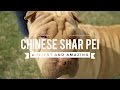 ALL ABOUT CHINESE SHAR PEI ANCIENT AND AMAZING