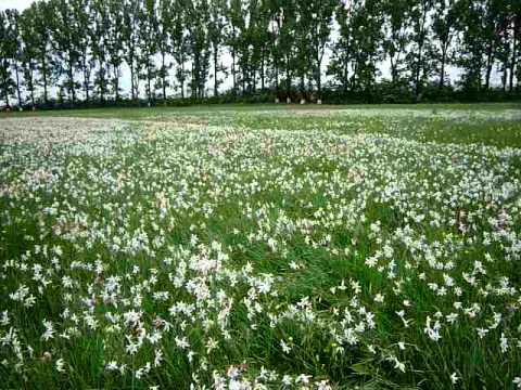 narcise Negrasi Arges