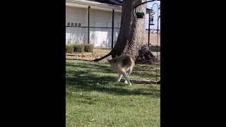 Video preview image #1 Mutt Puppy For Sale in Germantown, OH, USA