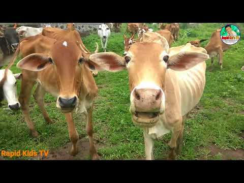 Kids Cow Videos | Kids Cow Video With Mooing Sound Without Music | Kids Cow Videos for Kids & Parent