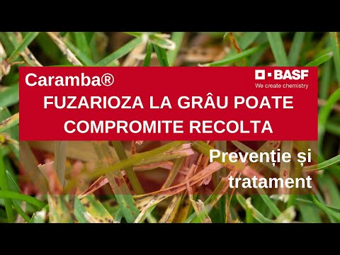 Cu vene varicoase cu flori de castan