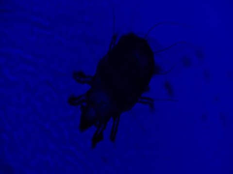 Video thumbnail for Road Runner