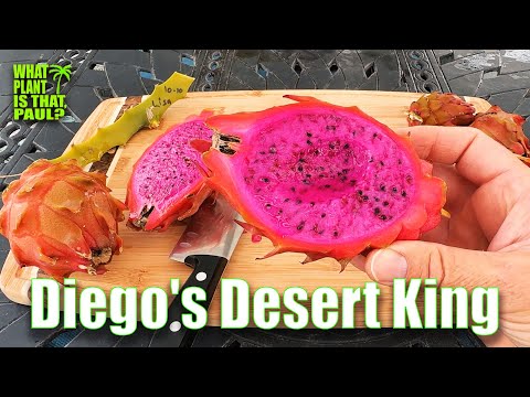 Diego's Desert King Seedling Taste and Review / ONE of the BEST DRAGON FRUIT EVER