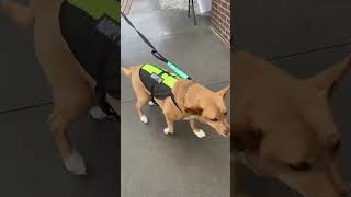 Video preview image #1 Mutt Puppy For Sale in White Bluff, TN, USA