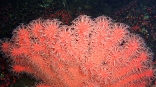 preview picture of video 'Fantastic Scuba Diving in the wilds of Tahsis'