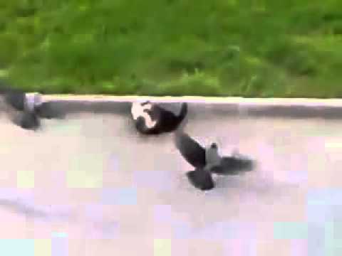 CROWS TRYING TO KEEP CATS FROM FIGHTING