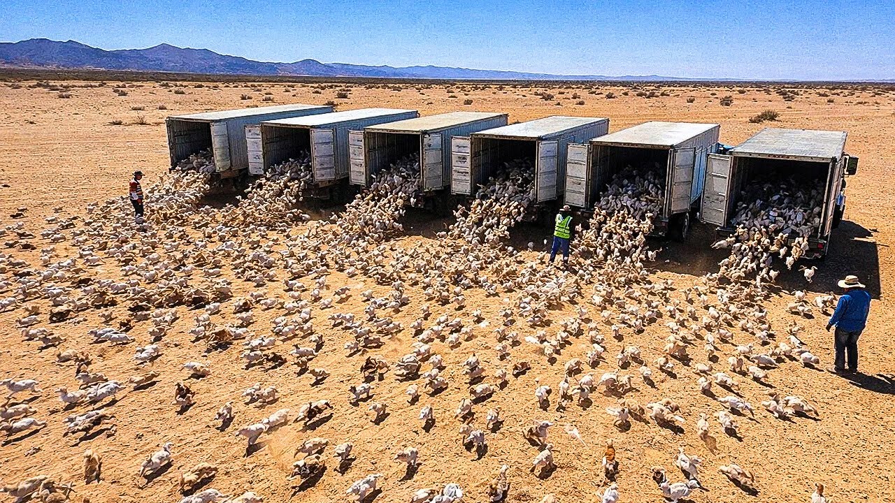 They Let a Million Rabbits Loose in a Desert, What Happened Next Shocked Everyone