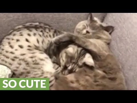 Cats cuddle each other for nap in cutest possible way