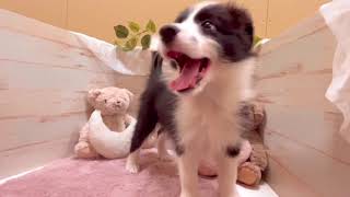 ボーダーコリーの動画01