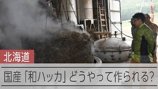 北海道北部の「和ハッカ」に脚光　どうやって製造される？