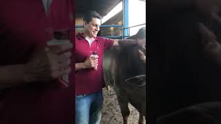 Morre mais uma lenda do Rodeio Brasileiro. Touro Agressivo da Cia. Paulo Emílio Morre mais uma lenda do Rodeio Brasileiro. Touro Agressivo da Cia. Paulo Emílio