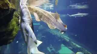 preview picture of video 'Aquarium de Lyon : nourrissage des requins en Gopro'