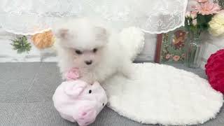 ハーフ犬の動画02