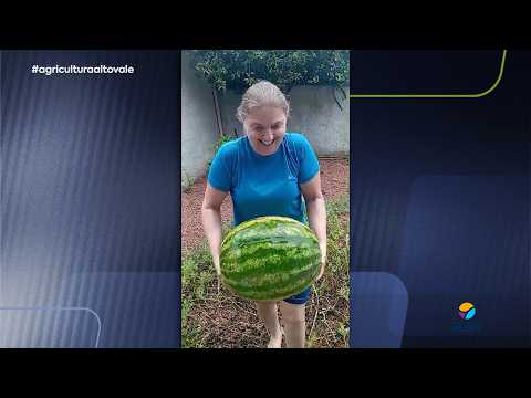 Melancias crescem em meio à brita e surpreendem em Santa Terezinha