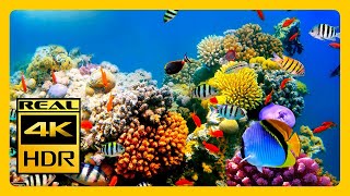 Coral Reef Aquarium In 4K HDR & Music For Meditation Relaxing 2 Hours RELAXING MUSIC 4K Screensaver