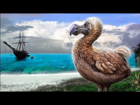 Dodo - Uraltes Tier
