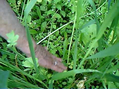 https://youtu.be/sJoECapfInE