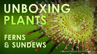 Unboxing Mini Plants (Ferns & Sundews!)