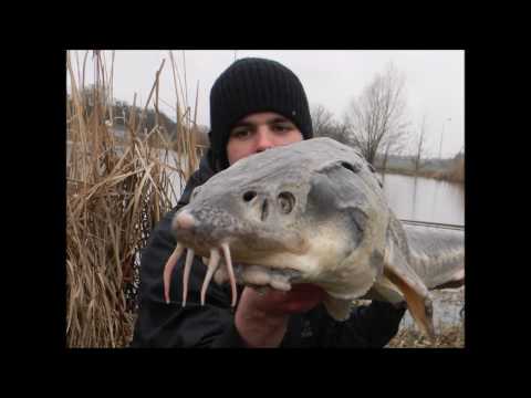 CARPFISHING SEZÓNA 2016