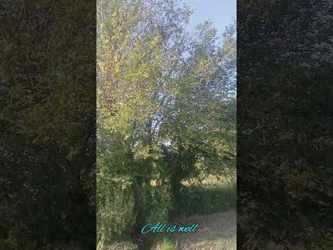 Very sweet fruit on the mulberry tree #viral