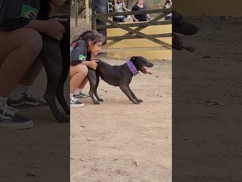 Criança x Pit Bull - Parceria nota mil. Malévola e Yasmin - Drena Dogs #pitbull #dogbreed #viral