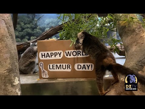 Happy World Lemur Day!