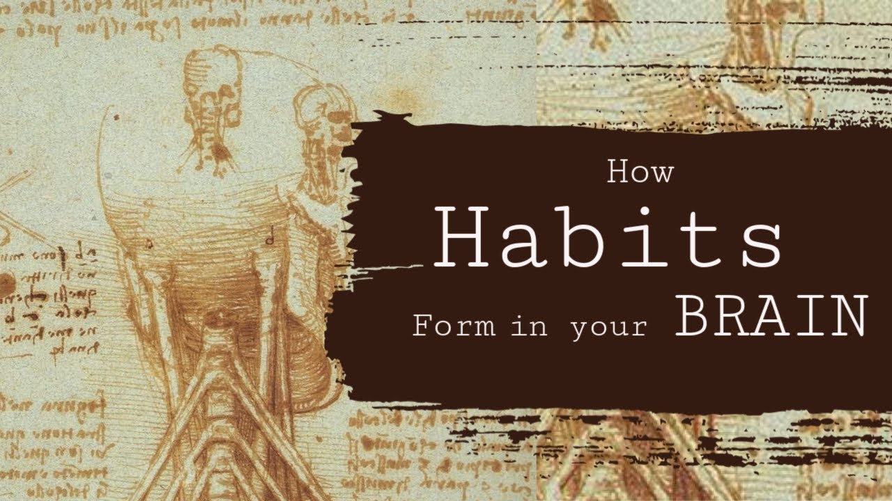 How do habits form in your brain? The cue to reward loop.
