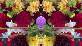 Mr. Noah (by Dave Van Ronk live at Indiana U. '64)