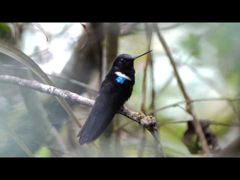 Black Inca Hummingbird
