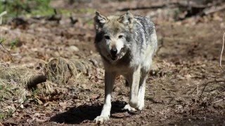 In Honor of #LoboWeek, Cate Shares the Story of Mexican Wolf F749