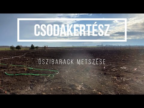 Csodakertész - Egy éves őszibarack metszése