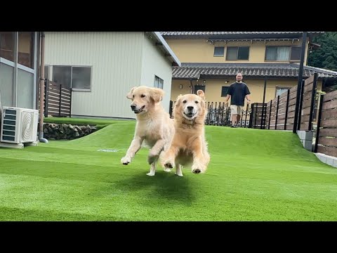 園芸 シェルヴィス、ベルル・デ・シェパード、シルイ、ジロール