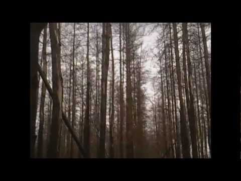 Marcin 'Cedyn' Czartynski - Forest (Painkiller)
