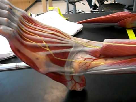 MUSCLES OF THE LEG PART II
