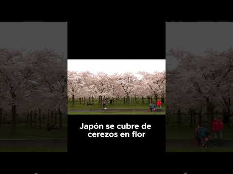 Más allá de los cerezos en flor: el festival de fotografía que mira Japón con otros ojos