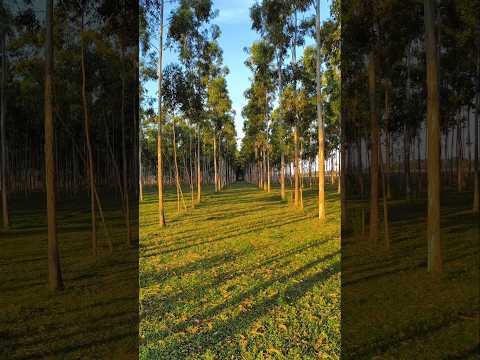 Ayolas-Misiones Mi ciudad #Ayolasturismo #Yacyretá #PescaParaguay