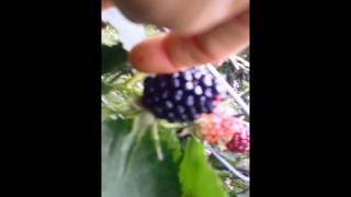 UVPCGG Food Forest Classroom Garden: 07/20/18 Kitchen Garden Tour