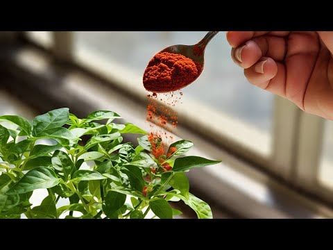 Red Chilli Powder in Gardening: Natural Pest Repellent & Plant Growth Booster