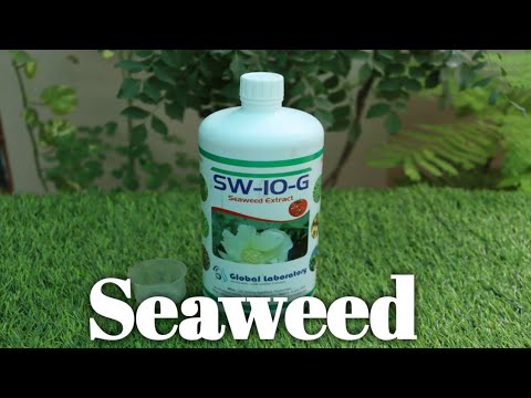 How to Use Seaweed Organic fertilizer for Plants सीविड फर्टीलाइजर का उपयोग पौधो मे कैसे करें