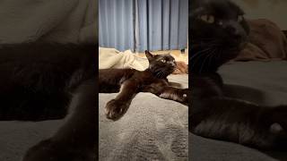 【黒猫】ベストアングル毛繕い