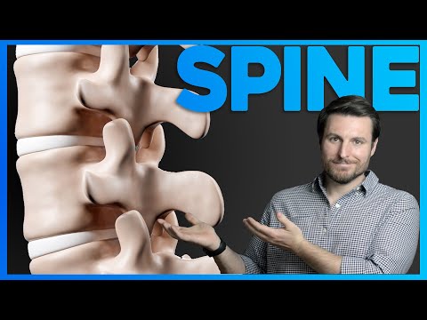 The Terrible Design of the Human Spine | Corporis