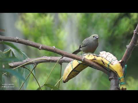 Doug Maxwell / Zac Zinger • Minyo San Kyoku (No Copyright Music) • Music Video