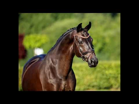 11yo gelding by Sandro Hit - for sale