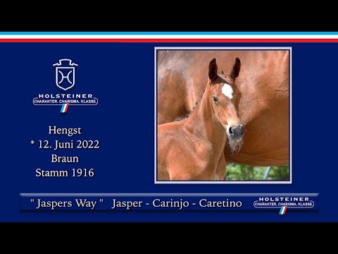 Holsteiner Fohlenauktion @CSI Hof Waterkant | Nr. 14 Jasper's Way