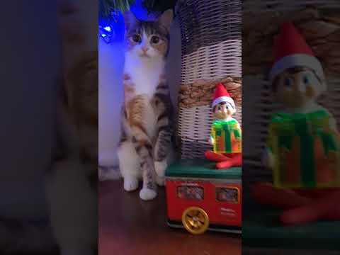 Merry Christmas from JunJun😍🥰