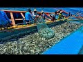 WORLD S LARGEST CATCH TODAY Billions Marckerl Fish Hauled In Single Fishing Trip Wow SEAFISHING